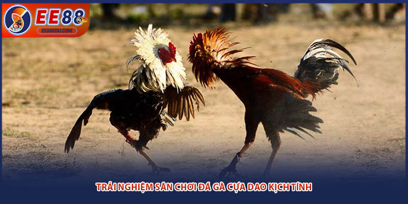 Trải nghiệm sân chơi đá gà cựa dao kịch tính